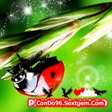 Theme Thủy Tinh Trong Suốt Kết Hợp iCon Bọ Rùa